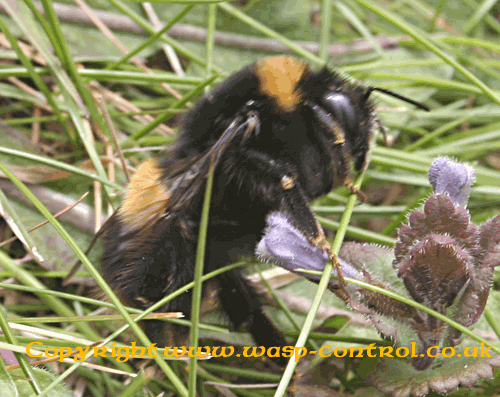 Bumble Bee Identification