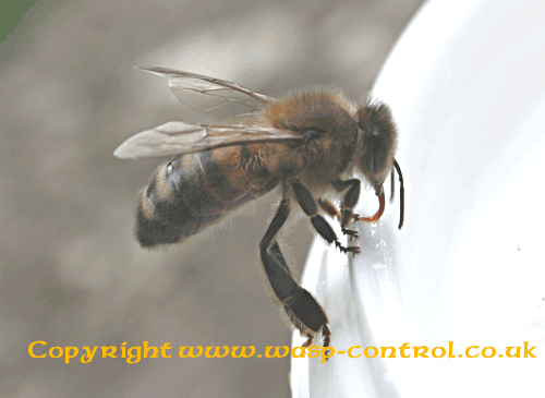 Honey Bee Identification