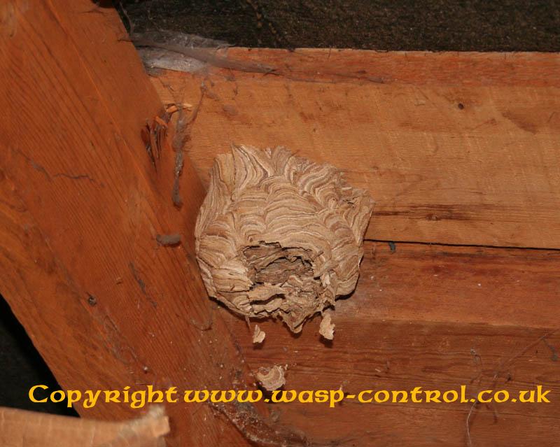 Images of Wasps and Wasp Nests - Wasp Removal Photo Gallery page 2