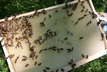 Artificial honey comb frame for a bee hive