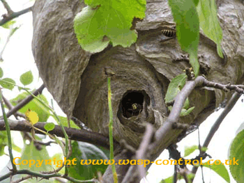 How to find wasp nests