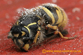 A queen wasp in hibernation tucked her middle legs over the top of her wings to protect them. Her hind legs anchor her in place over winter.