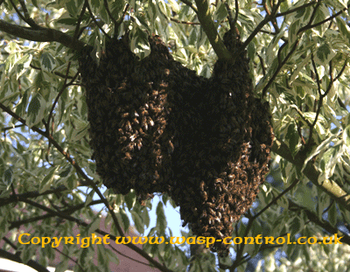Honey bee swarm on tree branch