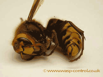 European Hornet