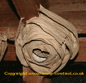 Hornet Nest