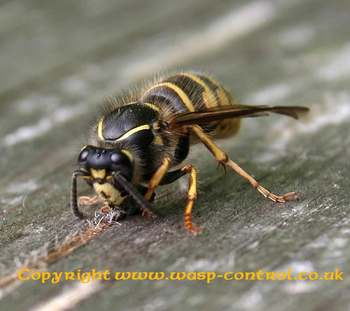 Common wasp identification