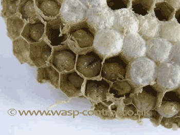 Young wasp larvae