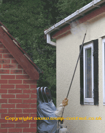 Wasps Nest removal