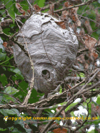 wasp nest