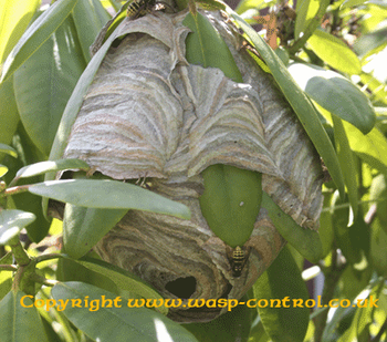 nests wasps wasp