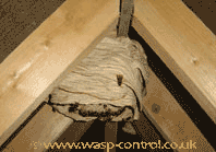 Should i treat a wasp nest myself