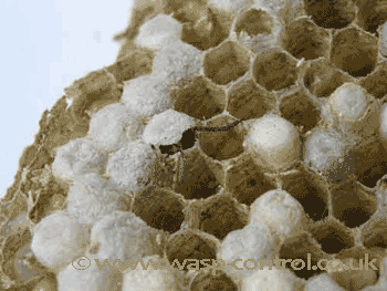 Wasp larvae pupating into an adult.